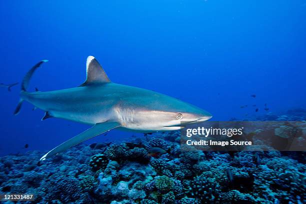 majestic silvertip shark - caribbean reef shark stock pictures, royalty-free photos & images