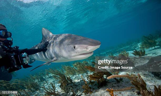 diver touches tiger shark - leopard shark stock pictures, royalty-free photos & images