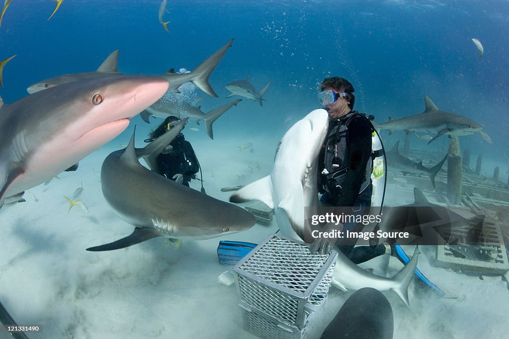 Shark feeding dive