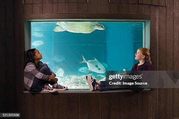 girls watching sea turtle in aquarium - new england aquarium stock pictures, royalty-free photos & images