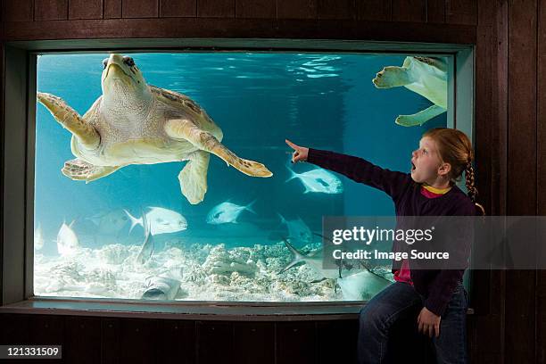 girl pointing at sea turtle in aquarium - new england aquarium stock pictures, royalty-free photos & images