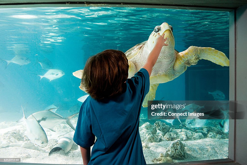 Boy reaching towards sea turtle in aquarium