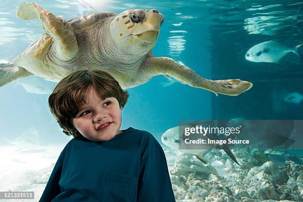 boy in front of sea turtle in aquarium - norwalk connecticut stock pictures, royalty-free photos & images