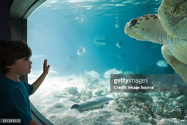 boy watching sea turtle in aquarium - new england aquarium stock pictures, royalty-free photos & images