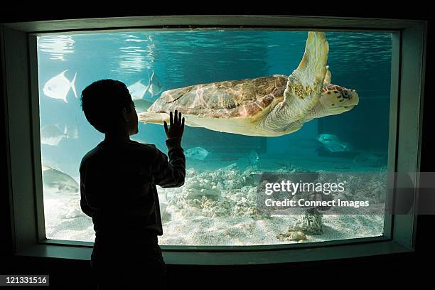 boy watching sea turtle in aquarium - new england aquarium stock pictures, royalty-free photos & images