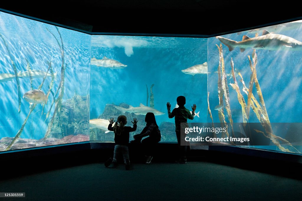 Children watching fish in aquarium
