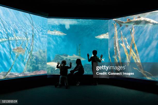 children watching fish in aquarium - norwalk ct stock pictures, royalty-free photos & images