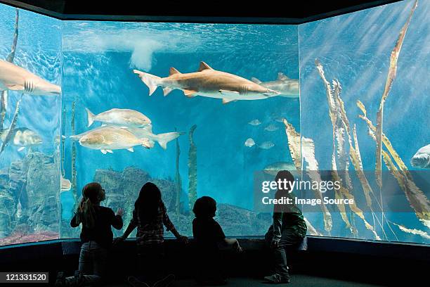 children watching fish in aquarium - new england aquarium stock pictures, royalty-free photos & images