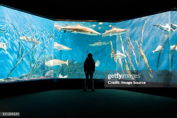 girl watching fish in aquarium - people at aquarium stock pictures, royalty-free photos & images