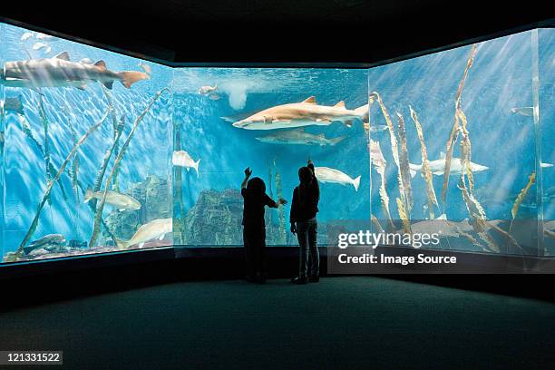 children watching fish in aquarium - norwalk connecticut stock pictures, royalty-free photos & images