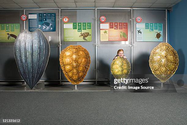 girl standing behind kemps ridley sea turtle shell - norwalk connecticut stock pictures, royalty-free photos & images