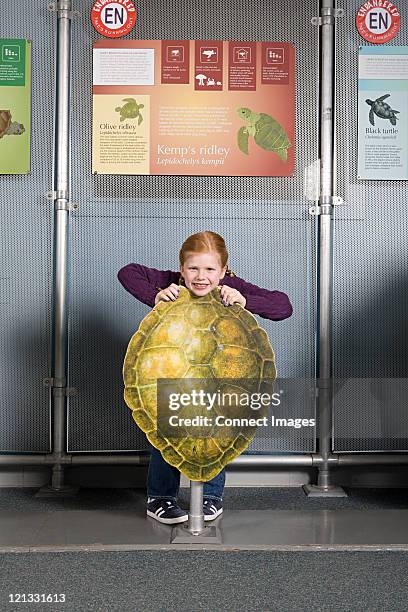 girl standing behind kemps ridley sea turtle shell - norwalk ct stock pictures, royalty-free photos & images