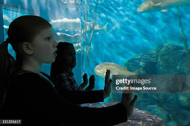 girls staring at fish in aquarium - norwalk connecticut stock pictures, royalty-free photos & images