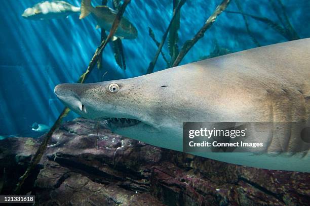 shark in aquarium - new england aquarium stock pictures, royalty-free photos & images