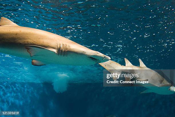 two sharks in aquarium - new england aquarium stock pictures, royalty-free photos & images