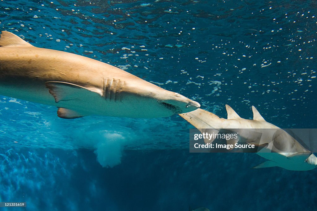 Two sharks in aquarium