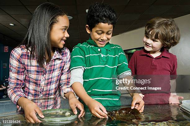 three friends at aquarium, boy holding seaweed - norwalk ct stock pictures, royalty-free photos & images