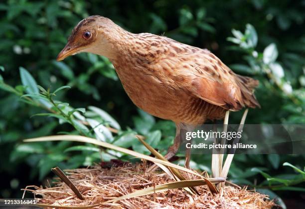 Ein präparierter Wachtelkönig, aufgenommen am 8.8.96 im Hamburger Zoologischen Institut. An dem unter Artenschutz stehenden Vogel könnte der Bau von...