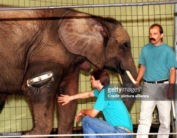 Tierarzt Manuel Hartmann und Tierpfleger Hermann Sommer untersuchen am 18.8.1995 im Duisburger Zoo die Elefantenkuh "Zimba". Das Tier hatte sich bei...