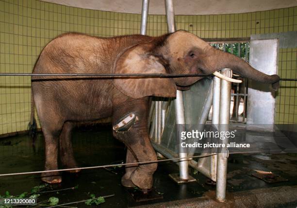 Noch hält die Elefantenkuh "Zimba" ein Bein vorsichtig nach oben, aufgen. 18.8.1995 . Das Tier hatte sich bei einem Ausrutscher im Duisburger Zoo den...