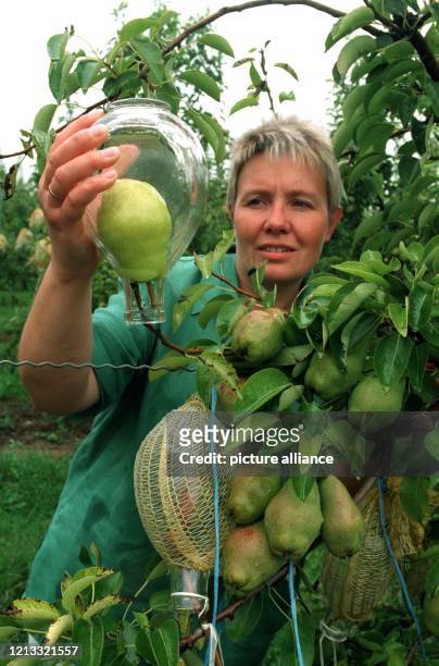 Vom Baum direkt in die Flasche wächst diese Birne, die Edeltraut Sartorius auf ihrem Hof in Bönnigheim im Kreis Ludwigsburg am 8.8.1995 zeigt. Ende...