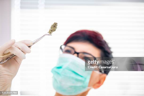 adult woman with protective glove and face mask holding cannabis bud with tweezers - tweezers stock pictures, royalty-free photos & images