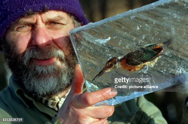 Reiner Strueter hält einen Eisblock mit einem eingefrorenen Eisvogel in den Händen. Den Block hatte er am 5.1.1996 mit Hilfe einer Motorsäge aus der...