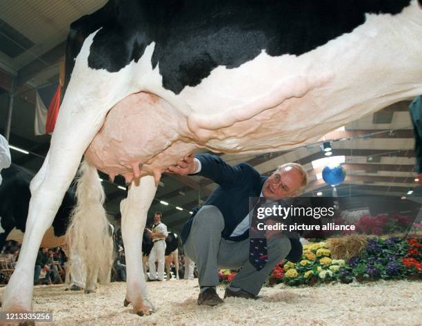 Ein Preisrichter nimmt am 27.2.1997 in der Verdener Niedersachsenhalle das Euter einer preisverdächtigen Kuh in Augenschein. Die Bewertung des Euters...