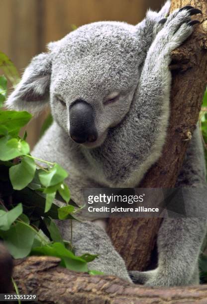 Mit geschlossenen Augen döst ein Koalabär am 27. März 2000 auf einem Baum im Duisburger Zoo. Wenn die Temperaturen gegen Ende des Winters steigen,...