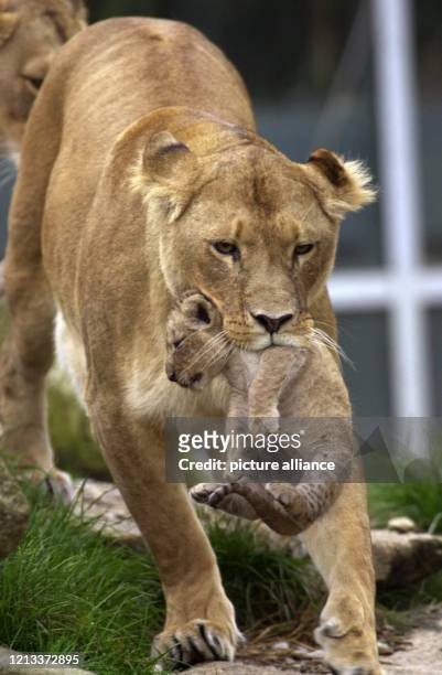 Wachsam trägt die Löwenmutter "Inka" am im Münchner Tierpark Hellabrunn eines ihrer insgesamt vier Babys mit ihrem Maul durch das Gehege. Dabei wird...