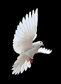 Free flying white dove isolated on a black