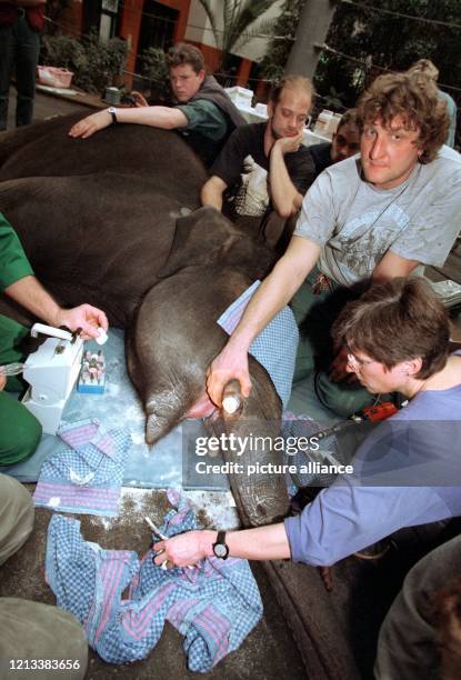 Mehrere Ärzte und Tierpfleger behandeln am 31.1.1997 im Münchner Tierpark Hellabrunn den drei Jahre alten Elefantenbullen "Gajendra". Der kleine...