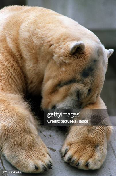 Von Frühjahrsmüdigkeit übermannt döst dieser Eisbär am 29. März 1996 auf seinem Felsen im Münchner Zoo Hellabrunn. Wenn die Temperaturen gegen Ende...