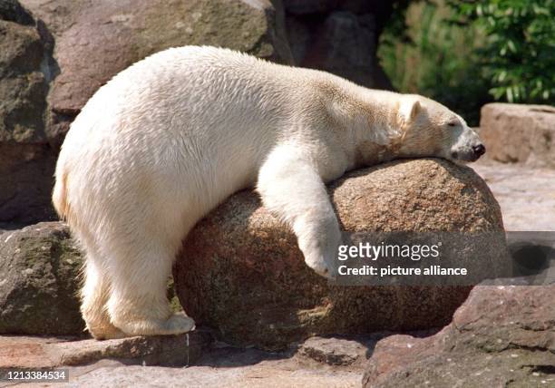 Bis zum Felsen hat es dieser Eisbär im Berliner Zoo gerade noch geschafft, bevor ihn offenbar die Müdigkeit überwältigte. . Wenn die Temperaturen...