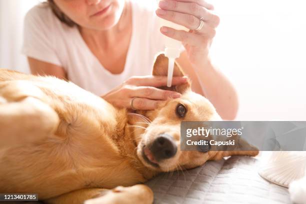 woman cleaning ear of the dog - ear stock pictures, royalty-free photos & images