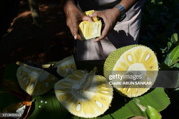 This photo taken on January 12, 2020 shows Varghese Tharakkan preparing ripe jackfruit at an orchard at his Ayur jackfruit farm in Thrissur in the...