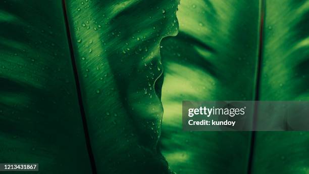 green leaf texture with rain drop, empty space background. - leaf macro stock pictures, royalty-free photos & images