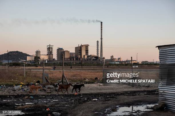 Goats graze in the Wonderkop settlement in Marikana, near Rustenburg, on May 15 with the Sibanye-Stillwater platinum mine in the background. - The...