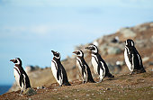 Five magellanic penguins on the sea shore
