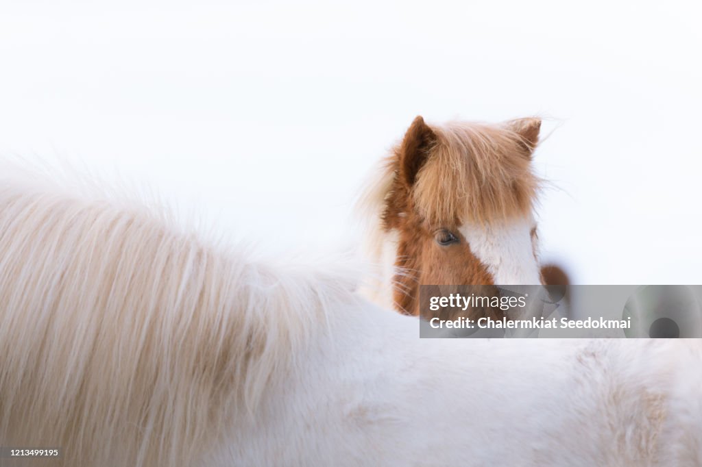 Icelandic Horse in Iceland
