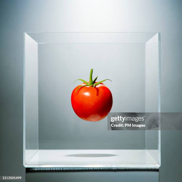 tomato in a clear box - durchsichtig stock-fotos und bilder
