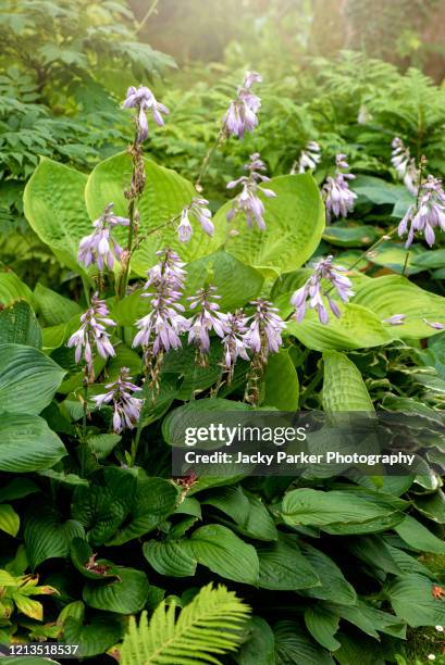 close-up image of a summer flowering hosta also known as the plantain lily purple flowers - hosta foto e immagini stock