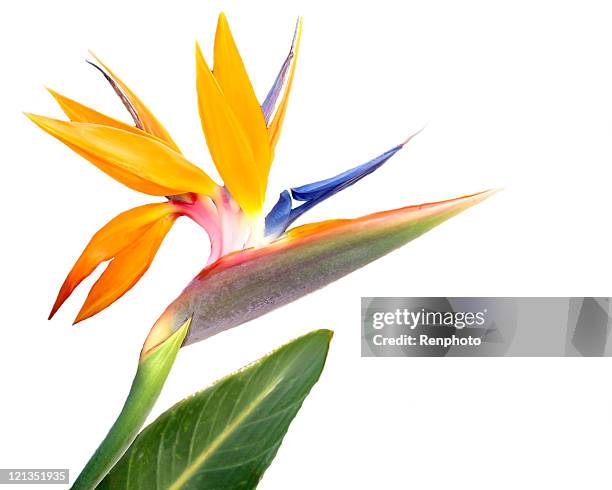 bird of paradise flower, isolated on white background - tropiskt klimat bildbanksfoton och bilder