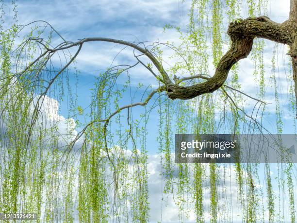 willow branches hanging over the west lake in hangzhou, china in spring - willow stock pictures, royalty-free photos & images