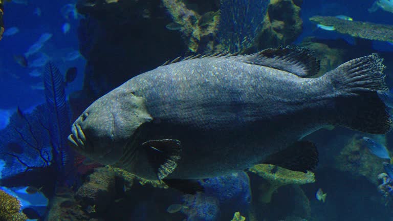 Grooper Cod Cod Underwater Videos and HD Footage - Getty Images