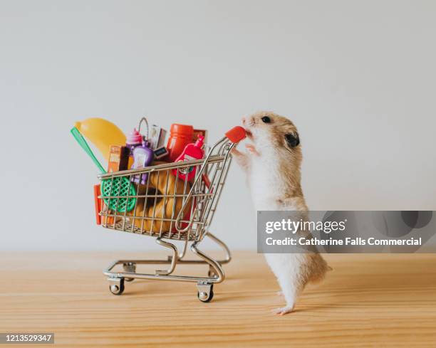 shopping hamster - shopaholic - fotografias e filmes do acervo