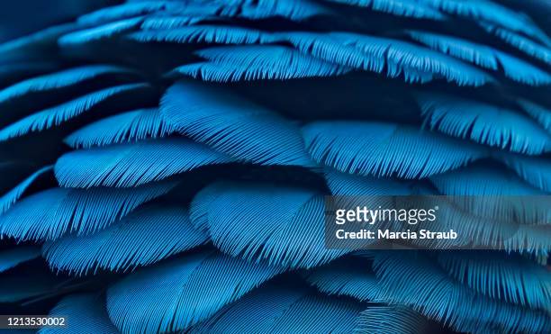 macro of teal and yellow macaw  feathers - feather stock pictures, royalty-free photos & images
