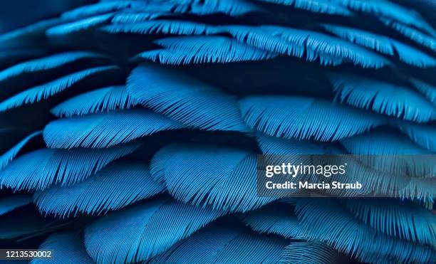 macro of teal and yellow macaw feathers - tropical bird stock pictures, royalty-free photos & images