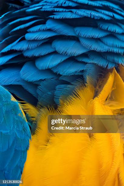 macro of teal and yellow macaw  feathers - blue and yellow macaws stock-fotos und bilder