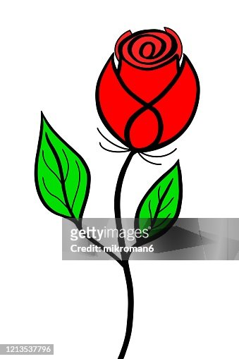 738 Cartoon Roses Photos and Premium High Res Pictures - Getty Images